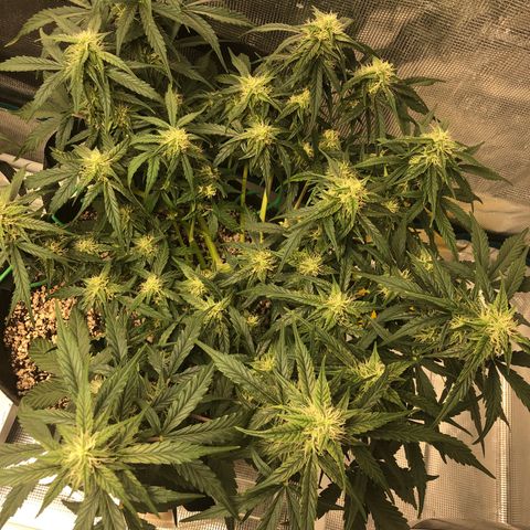 Blue Dream Auto growlog photo: 10:37 am looks great no concerns except that PH