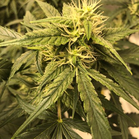 Blue Dream Auto growlog photo: 10:37 am looks great no concerns except that PH