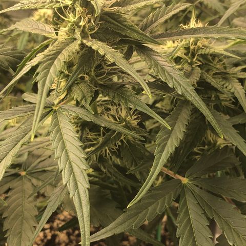 Blue Dream Auto growlog photo: 10:37 am looks great no concerns except that PH