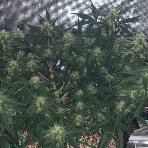 Blue Dream Auto growlog photo: 11 am looks fucking gorgeous