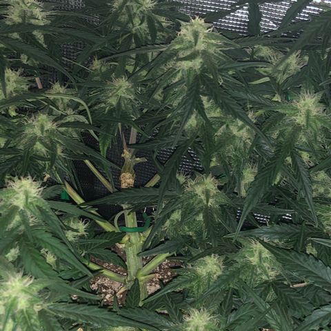 Blue Dream Auto growlog photo: 11 am looks fucking gorgeous
