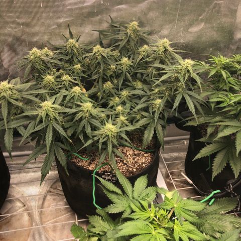 Blue Dream Auto growlog photo: 11 am looks fucking gorgeous
