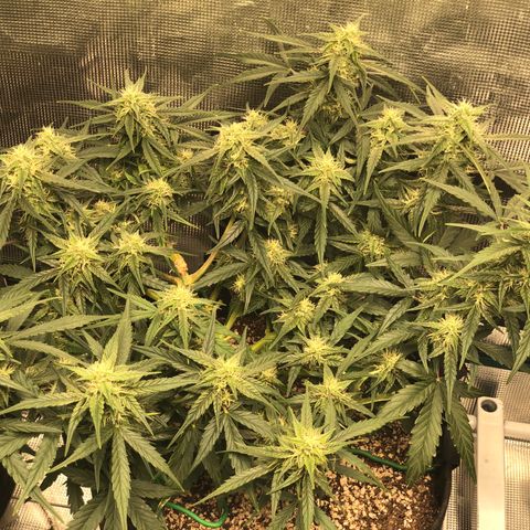 Blue Dream Auto growlog photo: 10:25 looks great smells amazing fingers get sticky so fast buds starting to fatten 