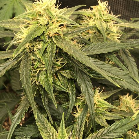 Blue Dream Auto growlog photo: 10:25 looks great smells amazing fingers get sticky so fast buds starting to fatten 