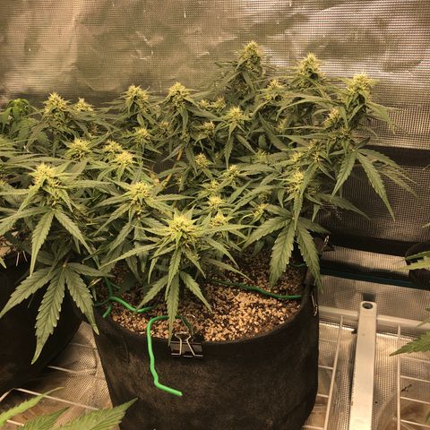 Blue Dream Auto growlog photo: 10:25 looks great smells amazing fingers get sticky so fast buds starting to fatten 