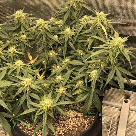Blue Dream Auto growlog photo: 10:50-11 am looks great just wants it’s water and feed 