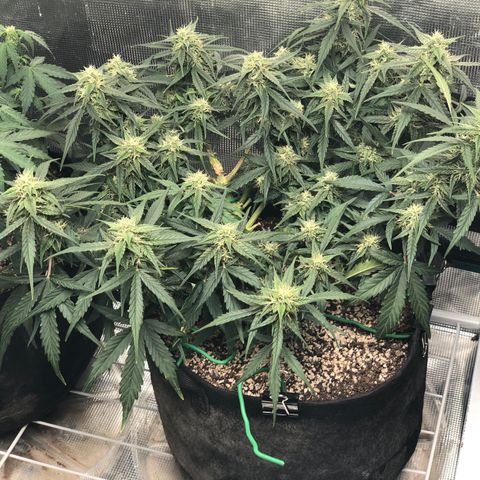 Blue Dream Auto growlog photo: 10:50-11 am looks great just wants it’s water and feed 