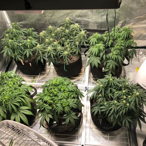 Blue Dream Auto growlog timeline photo