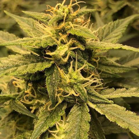 Blue Dream Auto growlog photo: 10:35 just looks and smells amazing. Swear I can see buds fattened since yesterday 