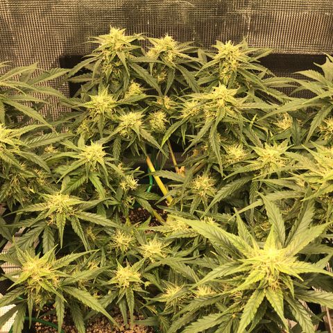 Blue Dream Auto growlog photo: 10:35 just looks and smells amazing. Swear I can see buds fattened since yesterday 