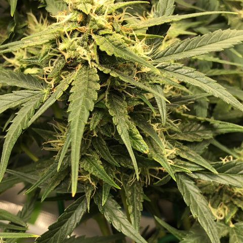 Blue Dream Auto growlog photo: 10:49 looks fucking great starting to get thicker buds just fattening up 
