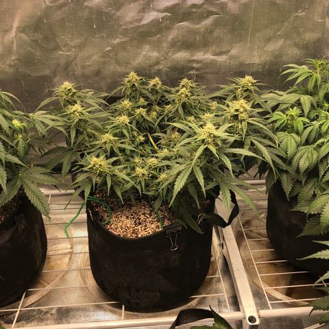 Blue Dream Auto growlog photo: 10:35 just looks and smells amazing. Swear I can see buds fattened since yesterday 