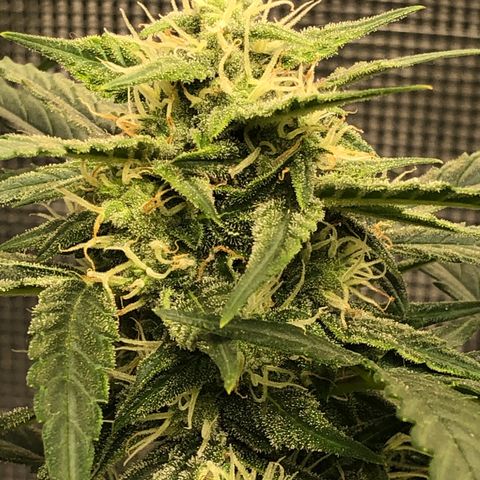 Blue Dream Auto growlog photo: 10:35 just looks and smells amazing. Swear I can see buds fattened since yesterday 