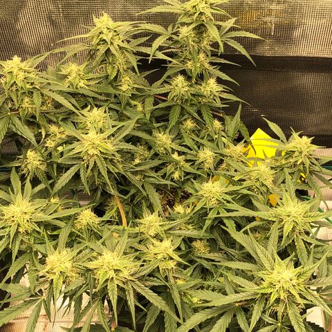 Blue Dream Auto growlog photo: 10:49 looks fucking great starting to get thicker buds just fattening up 
