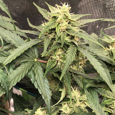 Blue Dream Auto growlog photo: 10:49 looks fucking great starting to get thicker buds just fattening up 