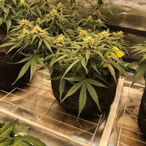 Blue Dream Auto growlog photo: 10:49 looks fucking great starting to get thicker buds just fattening up 
