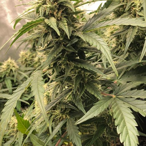 Blue Dream Auto growlog photo: 10:58 just looks so damn good definitely fattening up a little bit