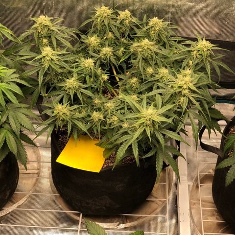 Blue Dream Auto growlog photo: 10:58 just looks so damn good definitely fattening up a little bit