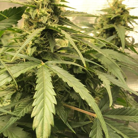 Blue Dream Auto growlog photo: 10:58 just looks so damn good definitely fattening up a little bit