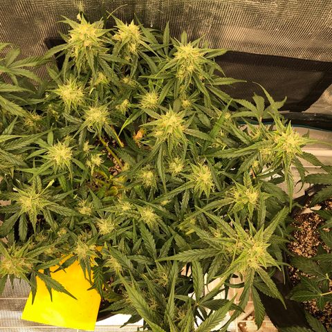 Blue Dream Auto growlog photo: 10:58 just looks so damn good definitely fattening up a little bit