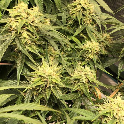 Blue Dream Auto growlog photo: 9:45 getting fatter everyday mostly still clear trichomes maybe about 10-20% gave started to cloud up. Check again when back from hunt