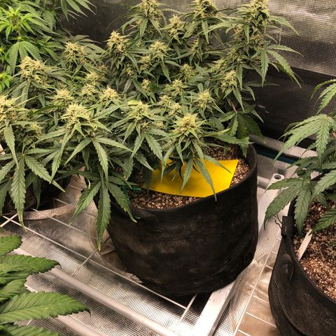 Blue Dream Auto growlog photo: 9:45 getting fatter everyday mostly still clear trichomes maybe about 10-20% gave started to cloud up. Check again when back from hunt