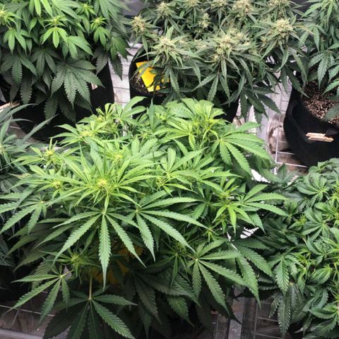 Blue Dream Auto growlog timeline photo