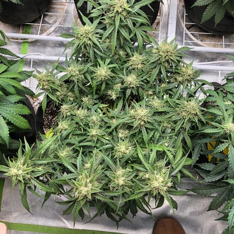 Blue Dream Auto growlog photo: 12:50 am just fed