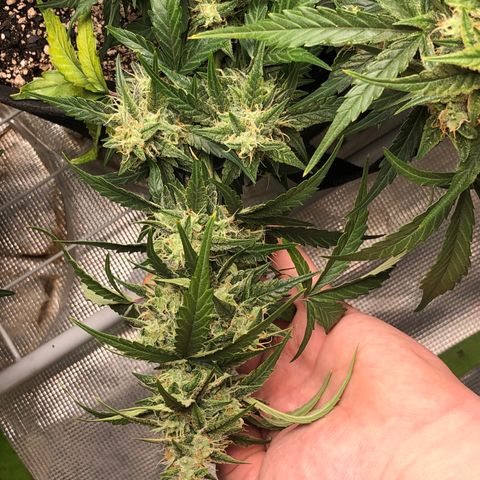 Blue Dream Auto growlog photo: 12:50 am just fed