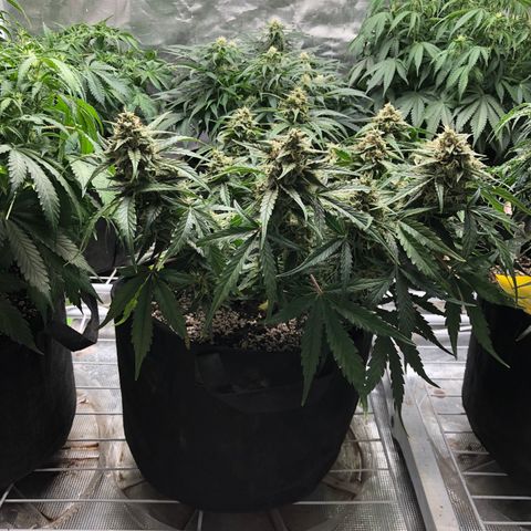 Blue Dream Auto growlog photo: 12:50 am just fed