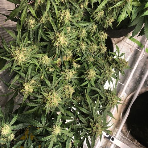 Blue Dream Auto growlog photo: 10:58 everything about this amazing. Looks to be somewhere around 50% clear 50% cloudy trichomes. These buds are fat j can feel it in ur hands it’s amazing 