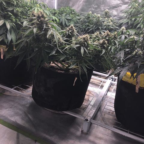 Blue Dream Auto growlog photo: 10:58 everything about this amazing. Looks to be somewhere around 50% clear 50% cloudy trichomes. These buds are fat j can feel it in ur hands it’s amazing 