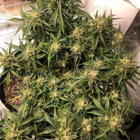 Blue Dream Auto growlog photo: 10:10 wow this thing is so stick and stacked getting really fat I would say hopefully 2 O dried