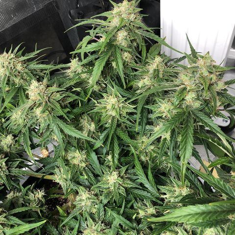 Blue Dream Auto growlog timeline photo