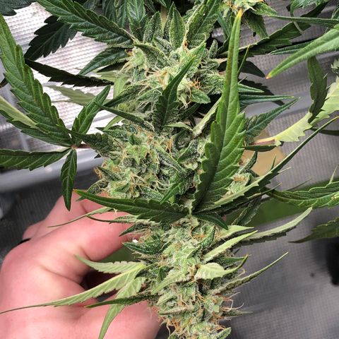 Blue Dream Auto growlog photo: 10:10 wow this thing is so stick and stacked getting really fat I would say hopefully 2 O dried