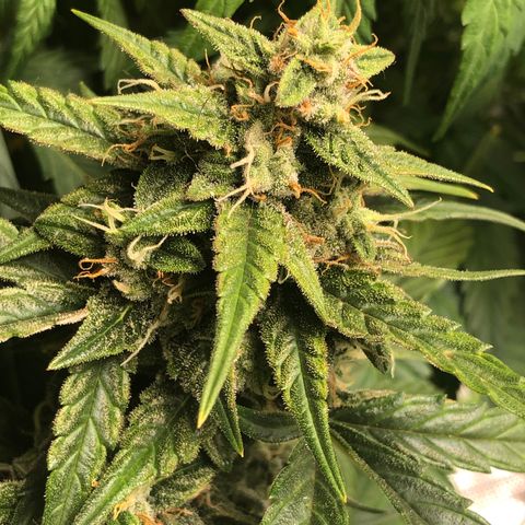 Blue Dream Auto growlog photo: 10:58 everything about this amazing. Looks to be somewhere around 50% clear 50% cloudy trichomes. These buds are fat j can feel it in ur hands it’s amazing 