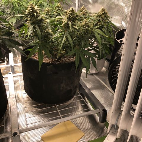 Blue Dream Auto growlog photo: 10:10 wow this thing is so stick and stacked getting really fat I would say hopefully 2 O dried