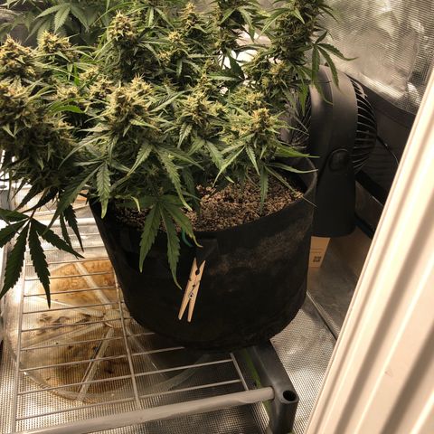 Blue Dream Auto growlog photo: 10:48 looks amazing f just getting fatter everyday 