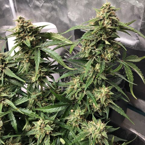 Blue Dream Auto growlog photo: 10:48 looks amazing f just getting fatter everyday 
