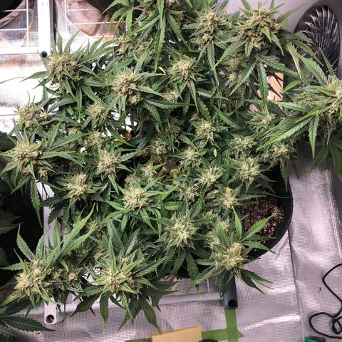 Blue Dream Auto growlog photo: 10:48 looks amazing f just getting fatter everyday 