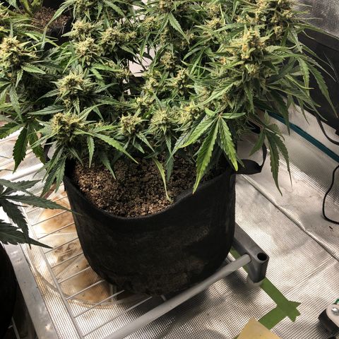 Blue Dream Auto growlog photo: 10:14 am looks amazing 