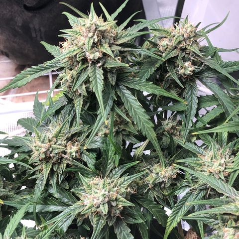 Blue Dream Auto growlog photo: 10:14 am looks amazing 