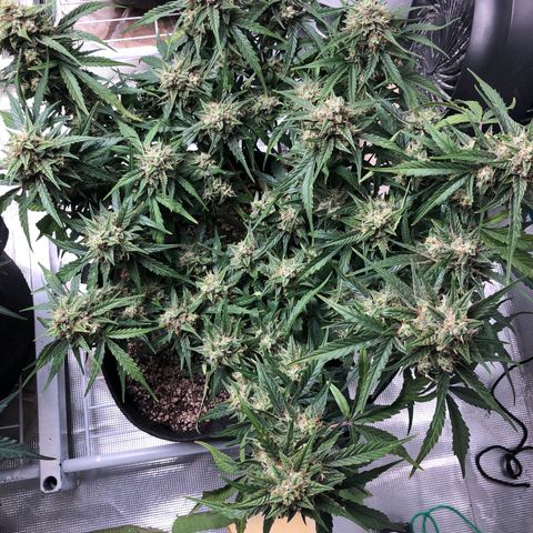 Blue Dream Auto growlog photo: 10:14 am looks amazing 
