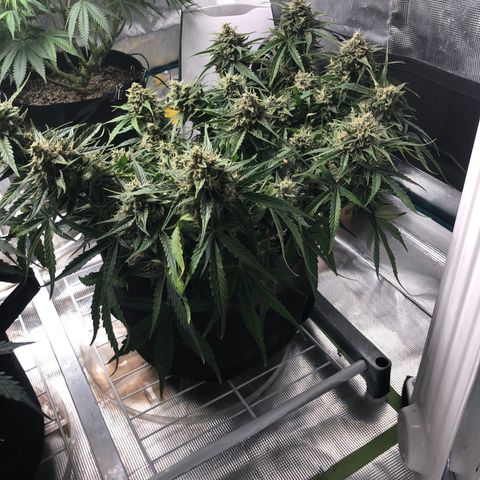 Blue Dream Auto growlog photo: 10:38 looks good a little yellowing on some dab leaves getting a bit pale. Will check for deficiency or toxicity later 