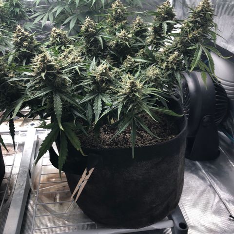 Blue Dream Auto growlog photo: 10:48 looks good thinking mostly water molasses banana teas for rest of its life not sure yet 