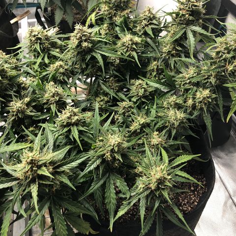 Blue Dream Auto growlog photo: 10:48 looks good thinking mostly water molasses banana teas for rest of its life not sure yet 