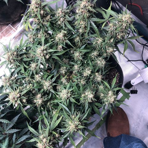 Blue Dream Auto growlog photo: 10:48 looks good thinking mostly water molasses banana teas for rest of its life not sure yet 