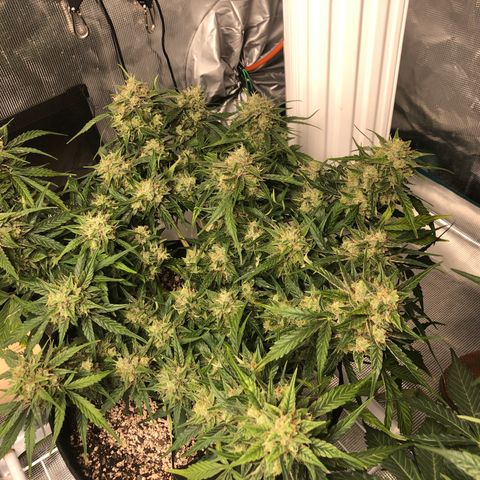 Blue Dream Auto growlog photo: 10:38 looks good a little yellowing on some dab leaves getting a bit pale. Will check for deficiency or toxicity later 