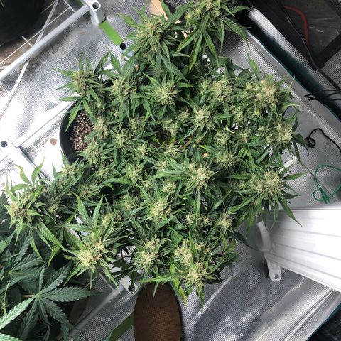 Blue Dream Auto growlog photo: 10:38 looks good a little yellowing on some dab leaves getting a bit pale. Will check for deficiency or toxicity later 