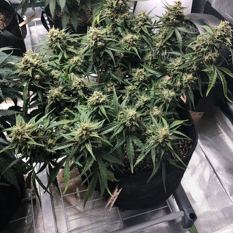 Blue Dream Auto growlog photo: 10:57 am seems like it’s a potassium deficiency 